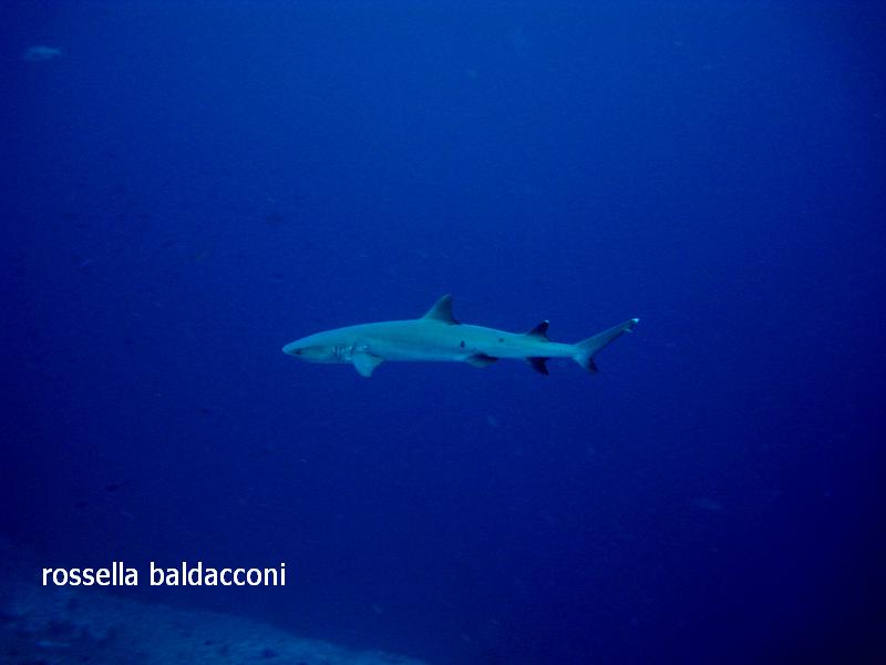 Maldive (atolli di Male Nord e Male Sud)